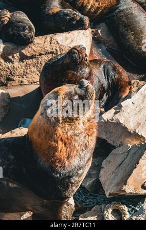 Seelöwen, die in Mar del Plata, Argentinien, ein Sonnenbad nehmen Stockfoto