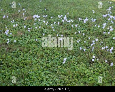 Johnson City, Tennessee, Usa 2022-10-11 Das Feld des Krokus. Stockfoto