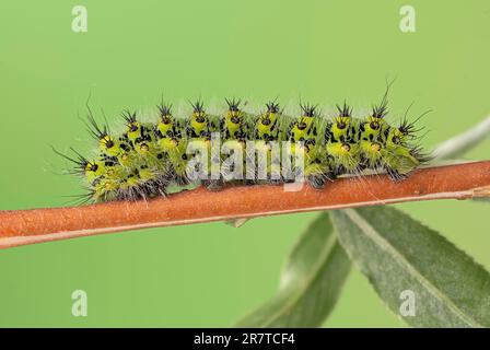 Kleine Kaisermotte (Saturnia pavonia), Raupe 4. Stufe, auf Silberweide (Salix alba subsp. Vitellina), Niedersachsen, Deutschland Stockfoto