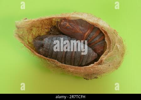 Kleine Kaisermotte (Saturnia pavonia), Kokon aufgeschnitten, Sonderform mit zwei Puppen und Raupenhaut, Niedersachsen, Deutschland Stockfoto