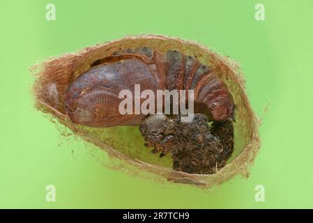 Kleine Kaisermotte (Saturnia pavonia), Kokon aufgeschnitten mit Pupa und Raupenhaut, Niedersachsen, Deutschland Stockfoto