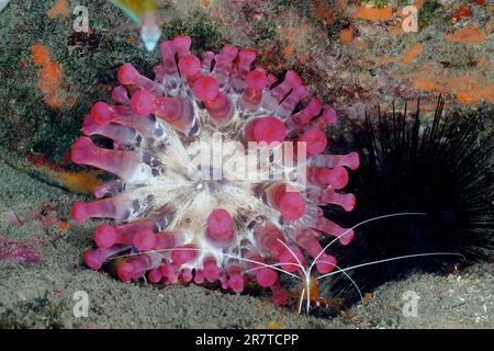 Rosafarbene Anemone (Telmatactis cricoides) mit Cleaner Shrimp (Lysmata grabhami), Tauchplatz im Meeresschutzgebiet El Cabron, Tufia Stockfoto