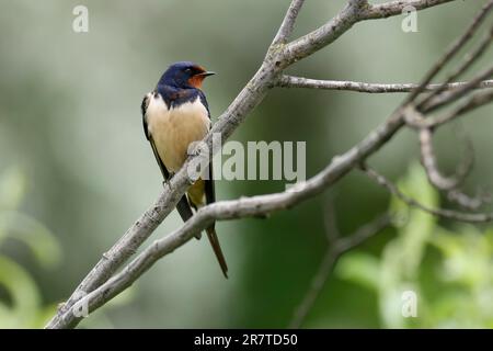 Scheunen-Schwalbe (Hirundo rustica) auf einem Ast, Wildtiere, Burgenland, Österreich Stockfoto