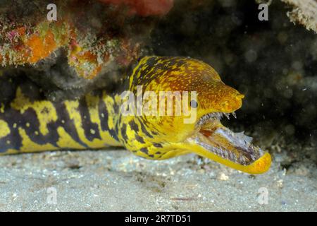 Fangtooth Moray (Enchelycore anatina) mit offenem Mund, Pasito Blanco Reef Tauchplatz, Arguineguin, Gran Canaria, Spanien, Atlantik Stockfoto