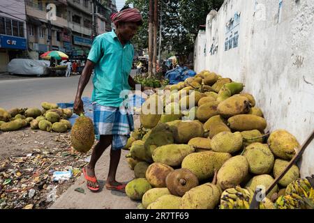 Guwahati, Indien. 7. Juni 2023. Der Straßenverkäufer arrangiert am 7. Juni 2023 in Guwahati, Indien, einen Haufen Jackfrüchte zum Verkauf. Jackfruit ist ein großer tropischer Stockfoto