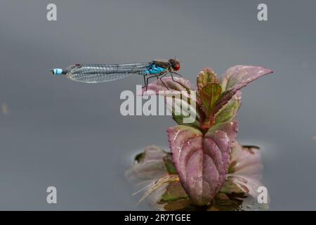 Damselfliegen im Sonnenschein des RSPB Lakenheath in Suffolk England Stockfoto