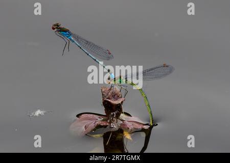 Jungfrauenpaarung im Sonnenschein am RSPB Lakenheath in Suffolk England Stockfoto