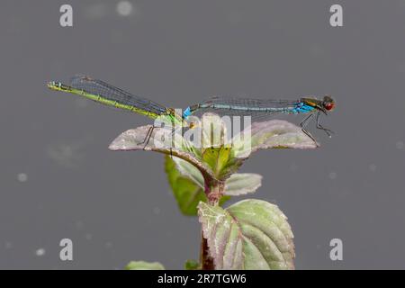 Jungfrauenpaarung im Sonnenschein am RSPB Lakenheath in Suffolk England Stockfoto