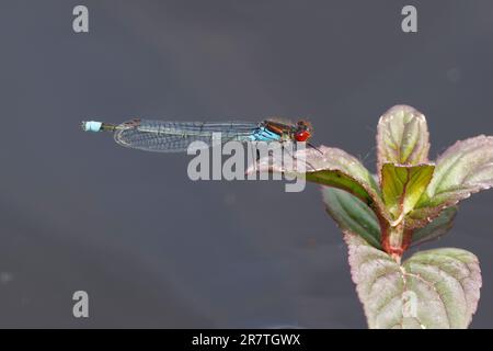 Damselfliegen im Sonnenschein des RSPB Lakenheath in Suffolk England Stockfoto