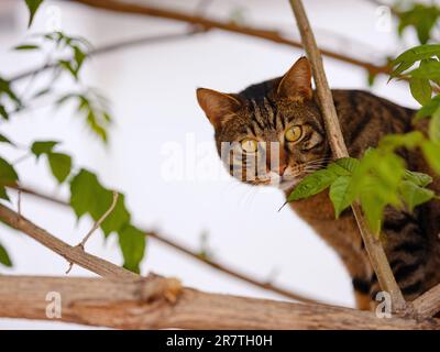 Die niedliche Tabby-Katze kletterte im Sommergarten über eine Zaunwand über einen Baum und sah aus. Türkische Katzen auf den Straßen von Antalya Stockfoto