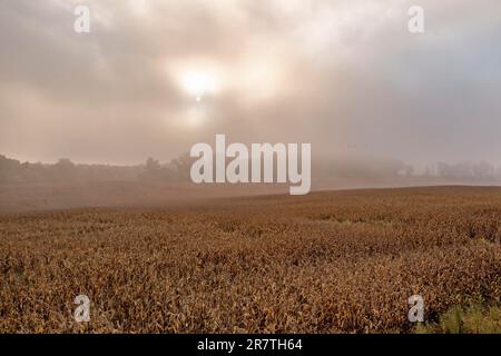 Martin, Michigan, Ein Maisfeld in West-Michigan im frühen Morgennebel Stockfoto