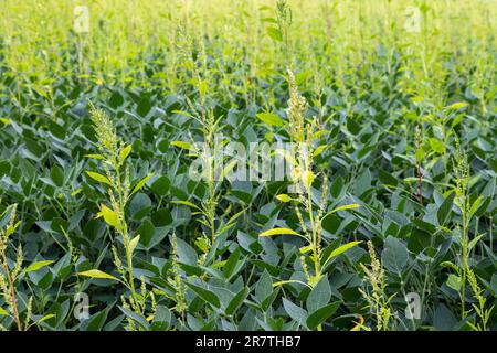 Three Oaks, Michigan, ein Herbizid-resistentes Unkraut, Palmer Amaranth, wächst auf einem Feld mit Sojabohnen. Das Unkraut hat sich gegen die meisten resistent entwickelt Stockfoto