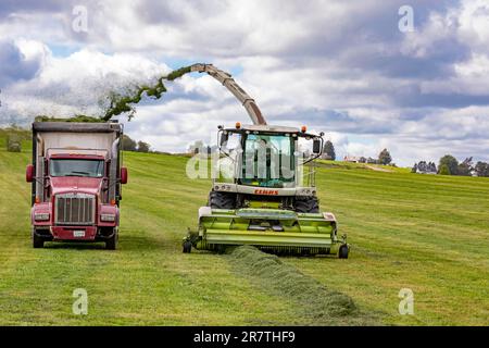 Clymer, New York, Alfalfa ernten auf einer Farm im Westen von New York Stockfoto