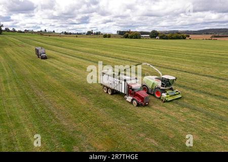 Clymer, New York, Alfalfa ernten auf einer Farm im Westen von New York Stockfoto