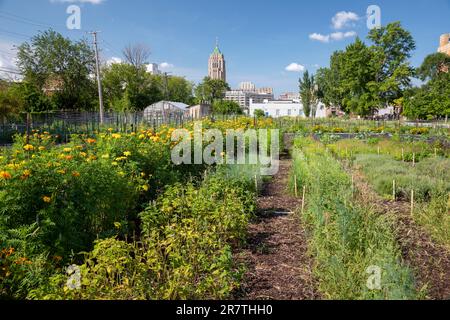 Detroit, Michigan, Eine gemeinnützige Farm in der Innenstadt von Detroit, genannt Michigan Urban Farming Iniative Stockfoto