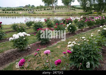 „Romju pojenes“ ist ein neuer Pfingstgarten, der 2020 gegründet wurde. Derzeit werden auf dem Bauernhof etwa 730 verschiedene Pfingstrosen angebaut. Stockfoto