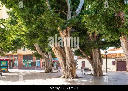 Indischer Lorbeerbaum, ein riesiger Ficus-Baum auf dem Platz der Verfassung von San Sebastian de La Gomera. Die Stadt ist die Hauptstadt der Insel. Auf dem plaza dort Stockfoto