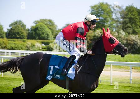 Jockey Paul Mulrennan auf Floral Splendour auf der York Racecourse. Stockfoto