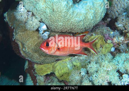 Weißer gesäumter Soldatenfisch (Myripristis murdian), Tauchplatz am Hausriff, Mangrove Bay, El Quesir, Rotes Meer, Ägypten Stockfoto