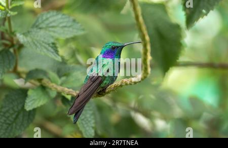Nahaufnahme der kleinen Violetare auf einem grünen Ast in den Talamanca-Bergen, Panama. Stockfoto
