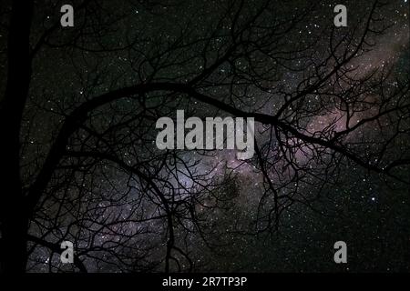 Ein gruseliges Halloween-Motiv mit einem blattlosen Baum im Vordergrund und der Milchstraße und mit Schatten, die durch den Hintergrund schauen. Stockfoto