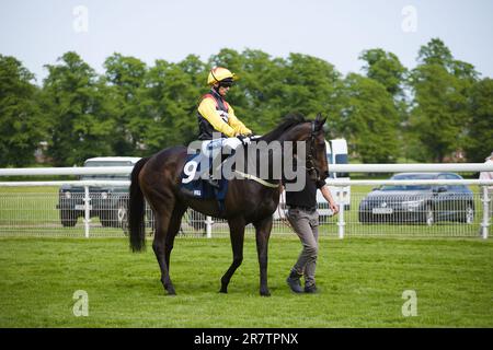 Jockey Paul Mulrennan auf Wickywickywheels auf der York Rennbahn. Stockfoto