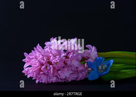 Strauß aus Hyazinthen und wildem Violett auf schwarzem Hintergrund. Stockfoto