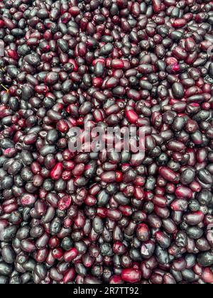 Syzygium cumini, allgemein bekannt als Malabar Pflaume, Java Pflaume, Black Pflaume, Jaman, jambul oder Jambolan. Stockfoto