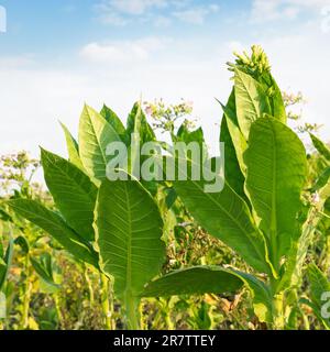 blühende Tabak auf dem Feld Stockfoto