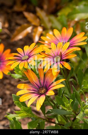Osteospurmum African Daisies Stockfoto