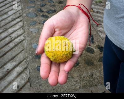 Kleine Frucht mit gelber Schale, großer Samen und ein kleines Fleisch an der Hand einer Frau Stockfoto