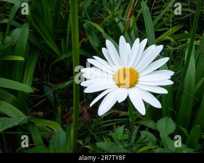 Oxeye Daisy, Dog Daisy oder Marguerite (Leucanthemum vulgare) ist die schöne und einfache Blume mit weißen Blütenblättern und gelbem Zentrum in der Mitte von A Stockfoto