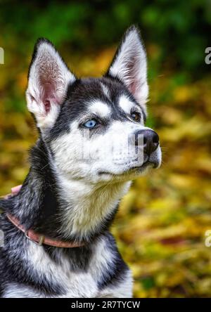 Die verschiedenfarbigen Augen junger Husky Hund Kopf Stockfoto