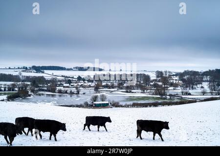 Herde von Aberdeen Angus-Rindern, die in der Winterszene von Asthall in den Cotswolds, Oxfordshire, umherstreifen Stockfoto