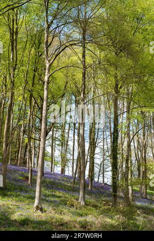 Silberbirkenbäume - Betula pendula - und englische Blauzungen - Hyacinthoides non-scripta - auf Waldhügeln im Frühling in den Cotswolds Stockfoto