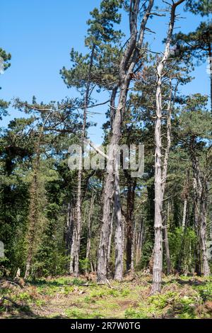 Kiefernholz aus alten korsischen Pinien, Pinus nigra, in Holkham in Norfolk Stockfoto