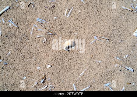 Rasiermuscheln, Ensis magnus von Common Razor Clam, eine Doppelschnecke des Pharisäers und eine einzige Schneckenmuschel am Sandstrand in Holkham, Norfolk Stockfoto