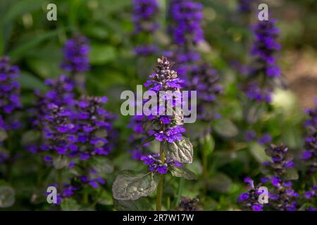 Aus nächster Nähe blühende Ajuga lso bekannt als Käfer, die auf der Wiese wachsen. Stockfoto