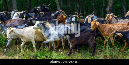 Viele farbige Ziegen auf der Wiese. Ziegen auf einer Sommerweide. Die Ziege oder Hausziege (Capra hircus) ist eine domestizierte Ziege-Antilopen-Art Stockfoto