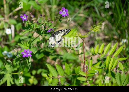 Gelber Schwalbenschwanz-Schmetterling (Papilio machaon), der Nektar von einem Holzschnabel saugt (Geranium sylvaticum), Bild aus vasternorrland schweden. Stockfoto