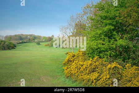 Der öffentliche Westwood Park und der Golfplatz im Frühling mit gelber, blühender Schlucht, flankiert von Grünland und Bäumen unter hellblauem Himmel in Beverley, Großbritannien. Stockfoto