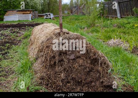 Großer Dunghaufen im Garten. Mistgabel steckt im Stroh mit Gülle fest. Landwirtschaftskonzept. Stockfoto