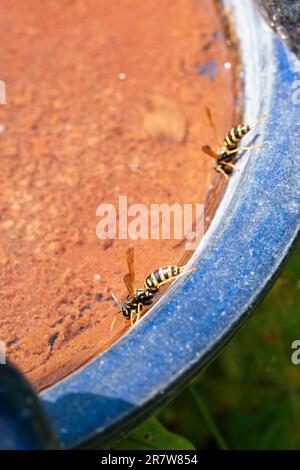 Warsps trinkt Wasser an einem heißen, sonnigen Tag in einem Vogelbad. Stockfoto