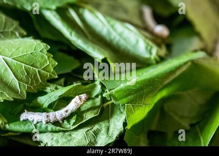 Aus nächster Nähe sehen Sie Bombyx Mori oder Seidenraupen, die Maulbeerblätter essen, Seidenkokons ernten und verarbeiten Stockfoto