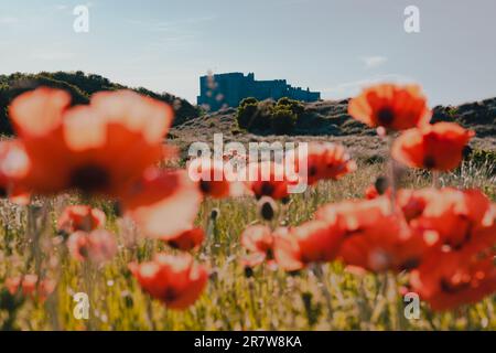 Roter Mohn im Vordergrund mit Bamburgh Castle, Northumberland, im Hintergrund Stockfoto