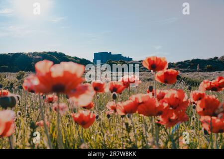 Roter Mohn im Vordergrund mit Bamburgh Castle, Northumberland, im Hintergrund Stockfoto
