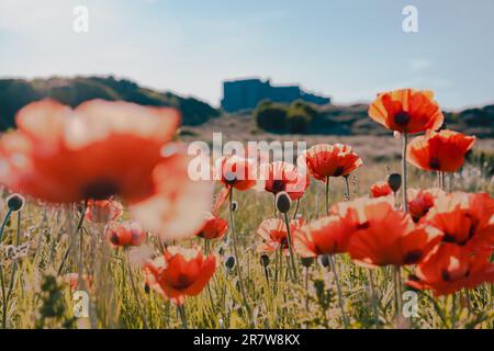 Roter Mohn im Vordergrund mit Bamburgh Castle, Northumberland, im Hintergrund Stockfoto