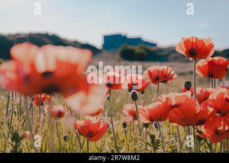 Roter Mohn im Vordergrund mit Bamburgh Castle, Northumberland, im Hintergrund Stockfoto