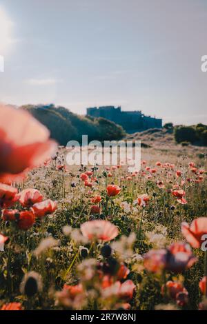 Roter Mohn im Vordergrund mit Bamburgh Castle, Northumberland, im Hintergrund Stockfoto