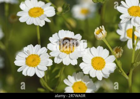 Bienen ähnlich wie Colletes daviesanus, Colletes fodiens oder Colletes similis, Familie Gipsbienen, Polyesterbienen Colletidae. Blumen der Feverfew Stockfoto